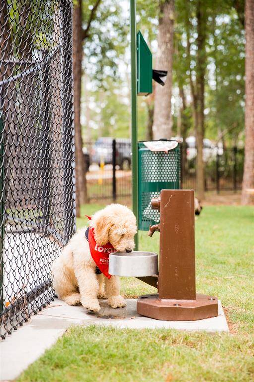 Take your pups to the Frisky Biscuit Dog Park
