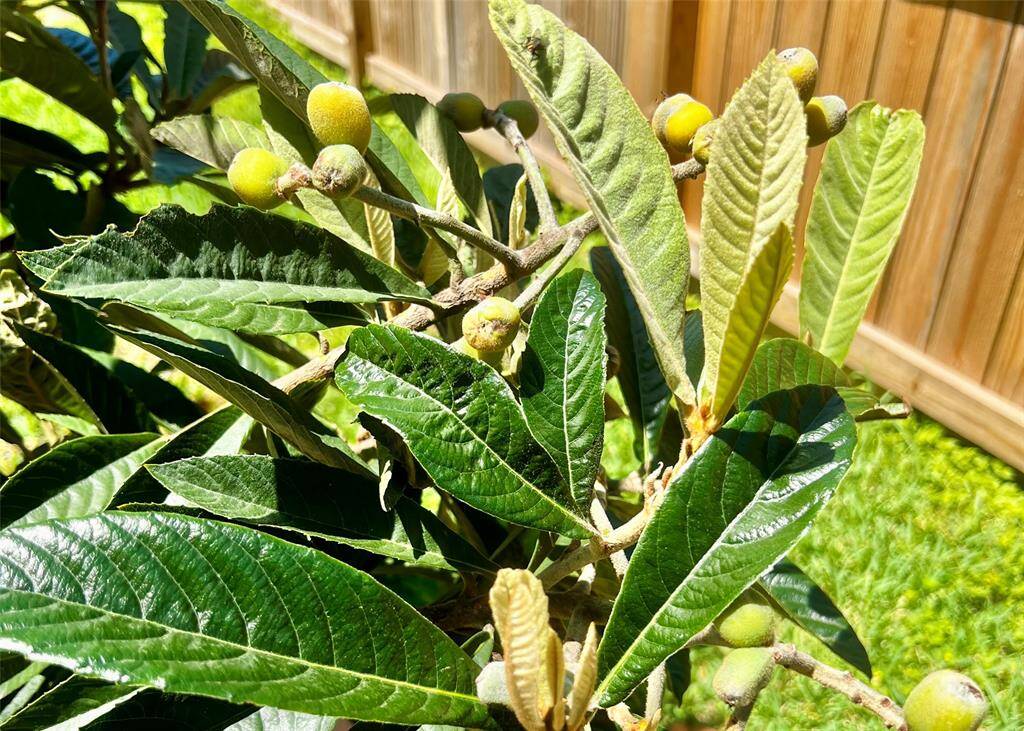 Producing loquat tree