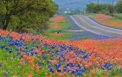Hwy 36 from Bellville to Sealy...gorgeous in April!