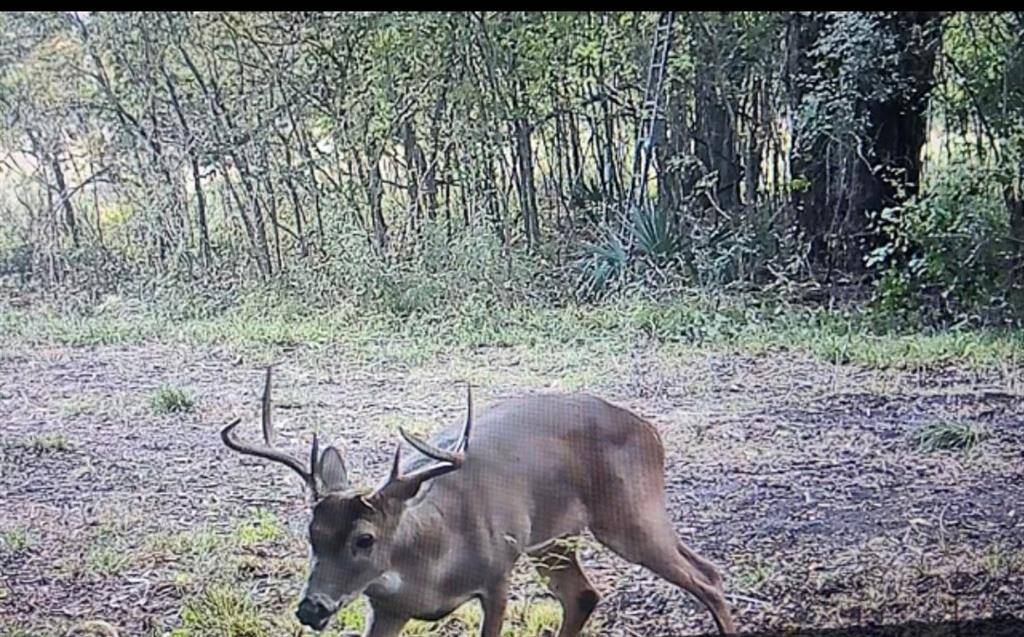 Game Camera pic!