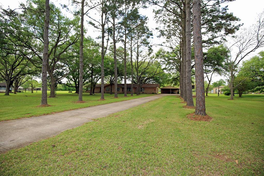 The Driveway is Lined with Pine Trees!