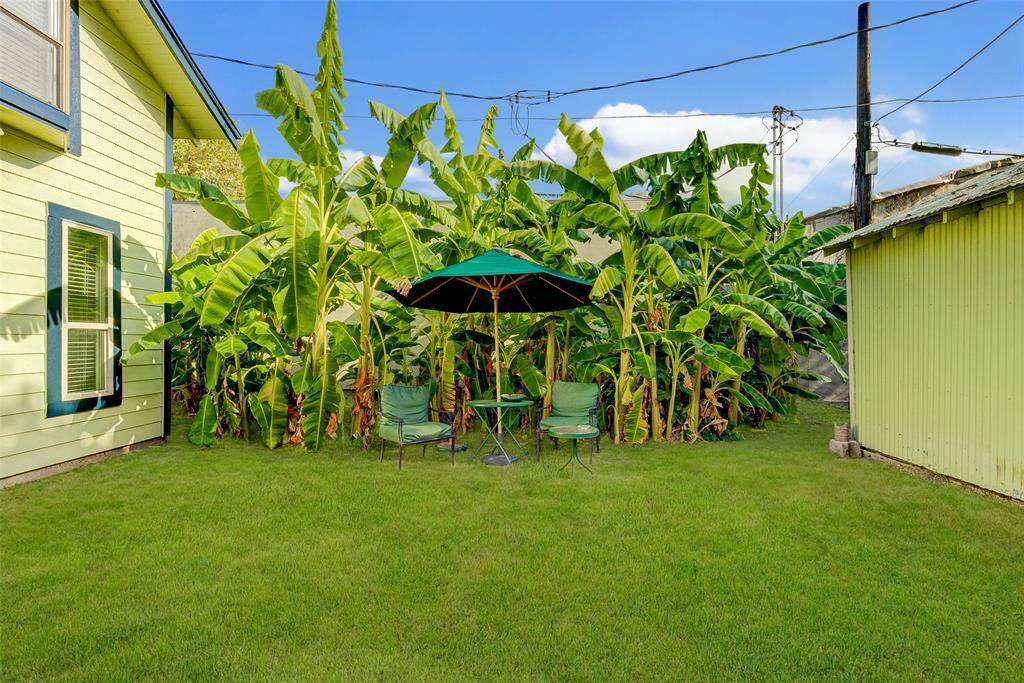 Lovely backyard with mature banana trees