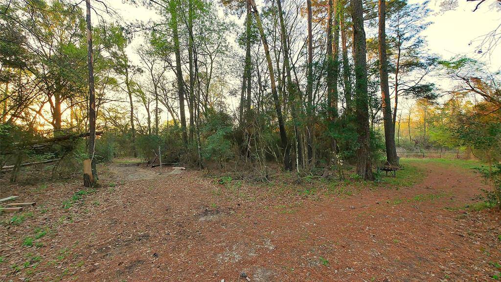 Cleared and uncleared parts of the property