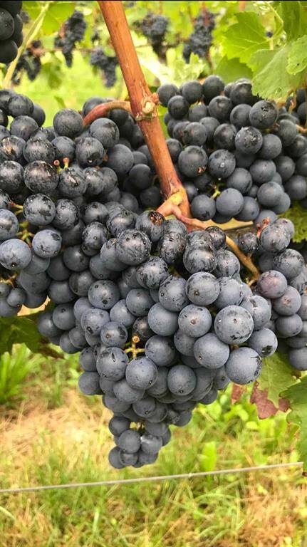 A close-up look at this season’s dark, plump red grape clusters—proof of a thriving harvest and hands-on vineyard care.