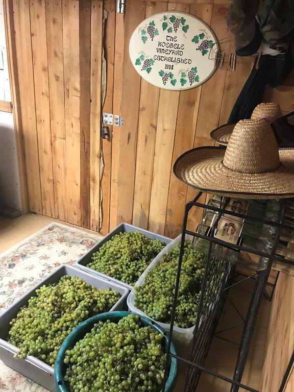 Freshly picked white grapes are sorted in bulk underscoring both production volume and history.