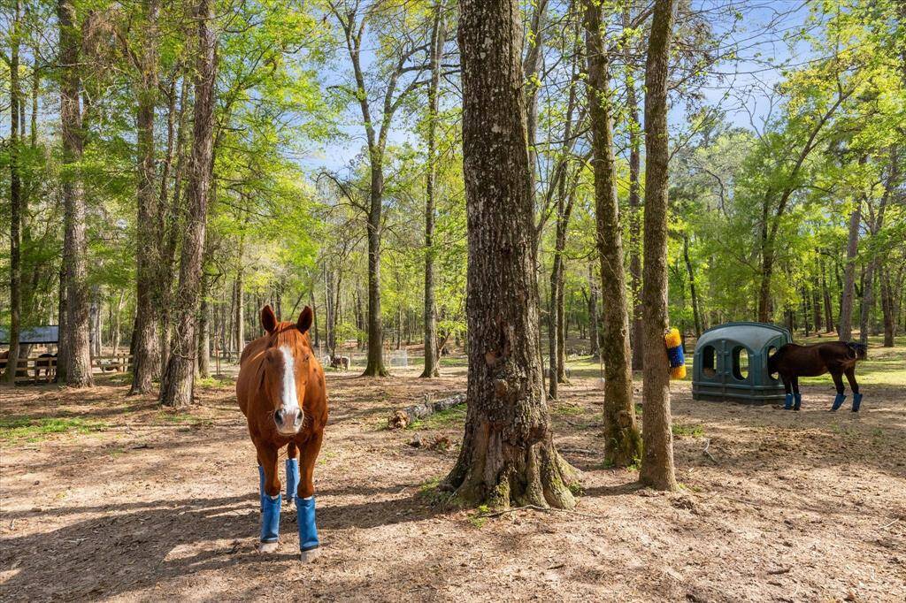 Horses and all animals or livestock are welcomed!
