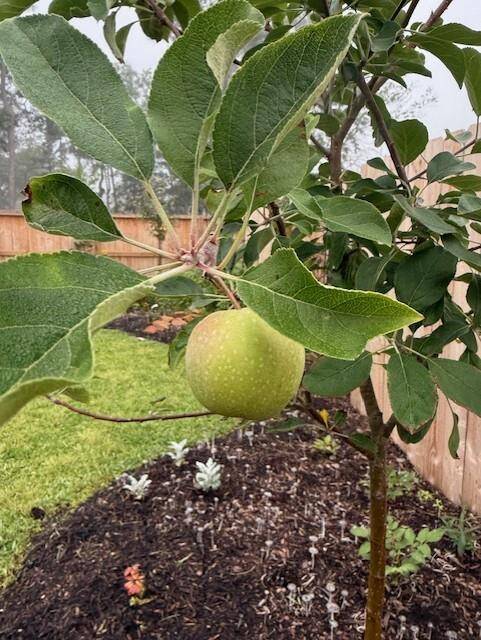 APPLES ON TWO APPLE TREES