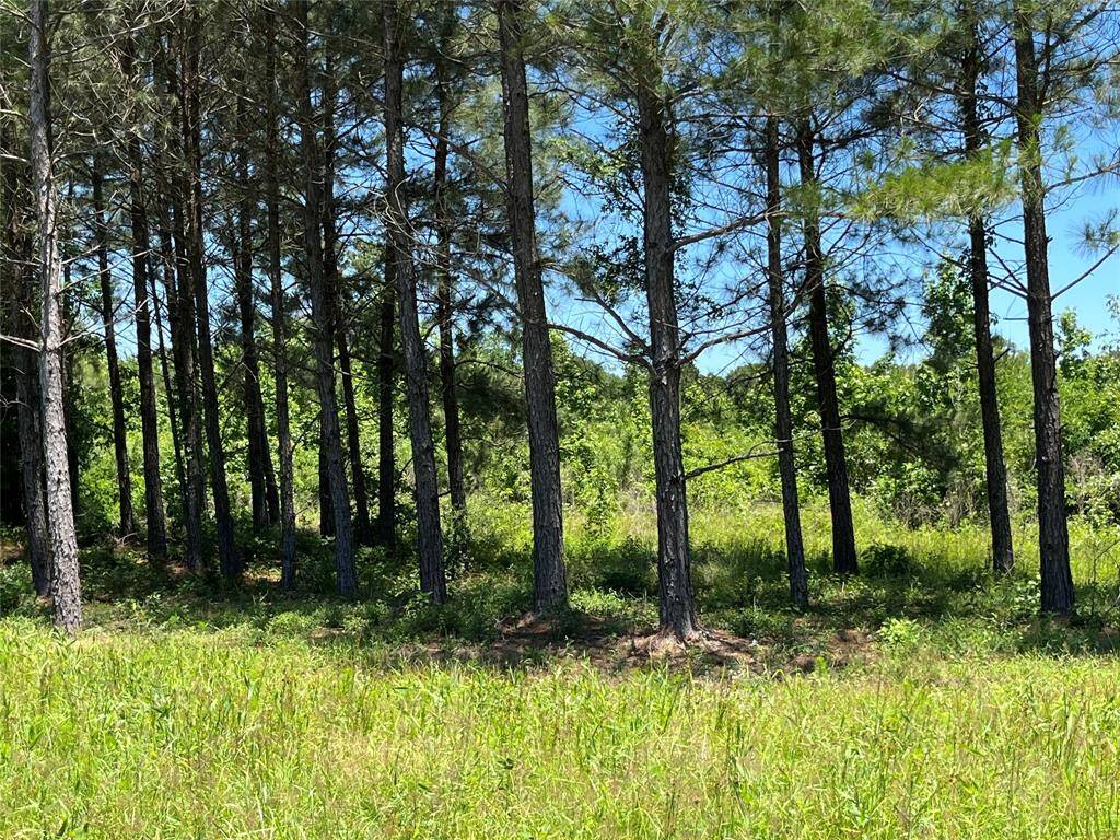 lushus open fields w/ trees