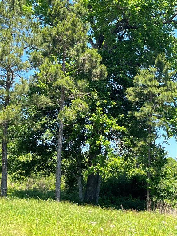 loads of trees