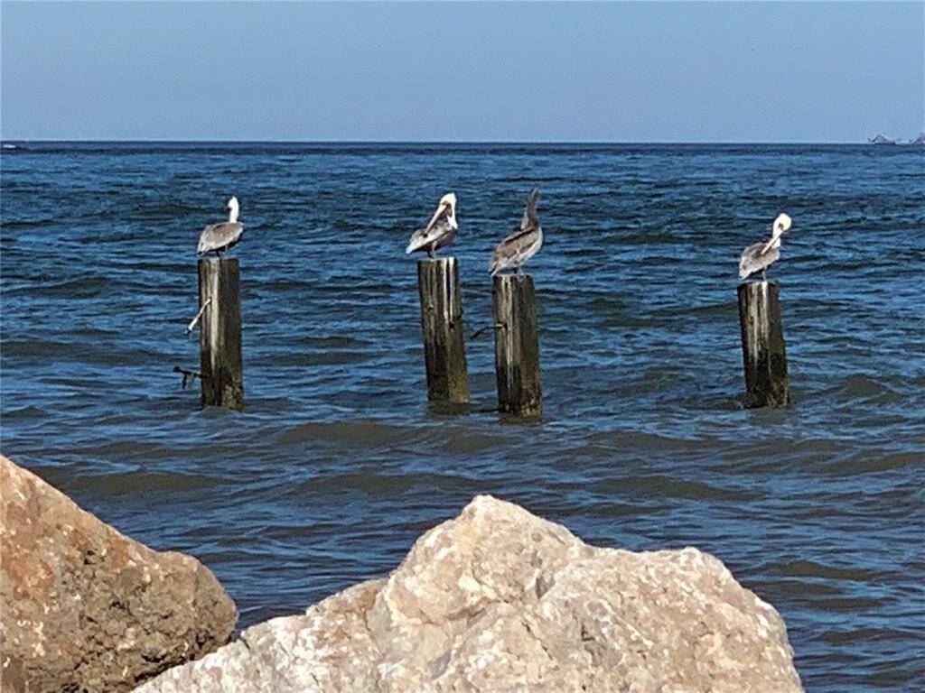 I never get tired of looking at pelicans