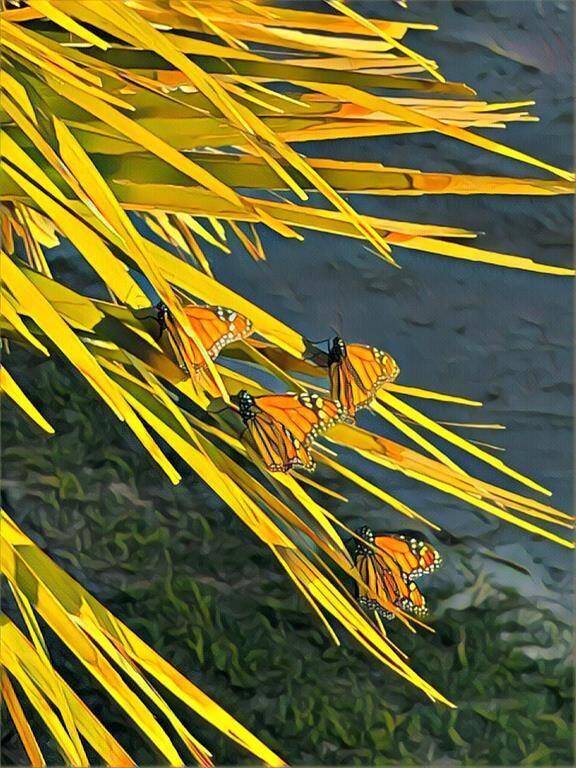 The Monarchs migrate right through Treasure Island every year... it is amazing