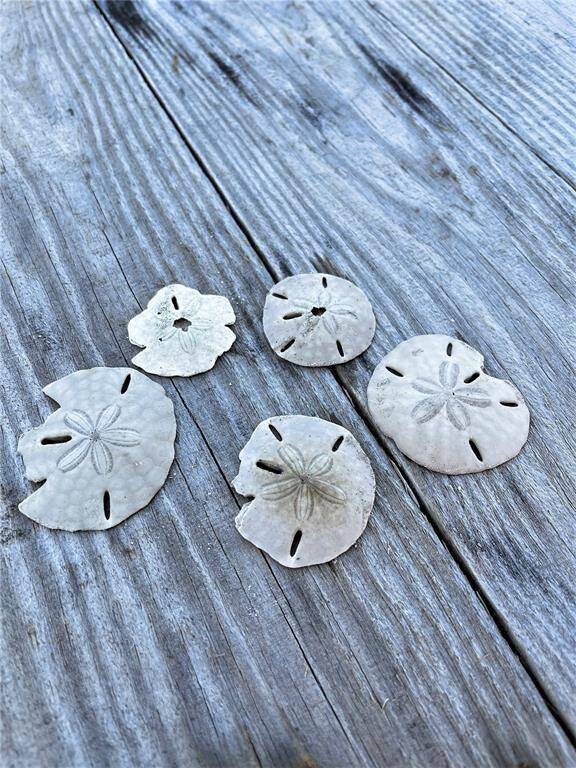 Walk the beach in search of sand dollars