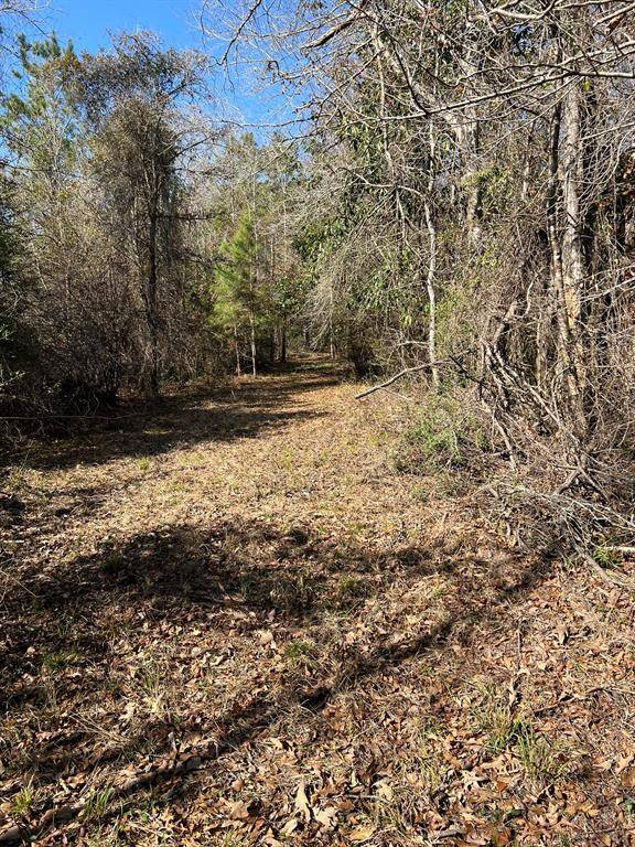 Trail