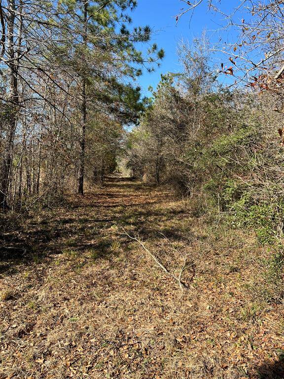 Trail