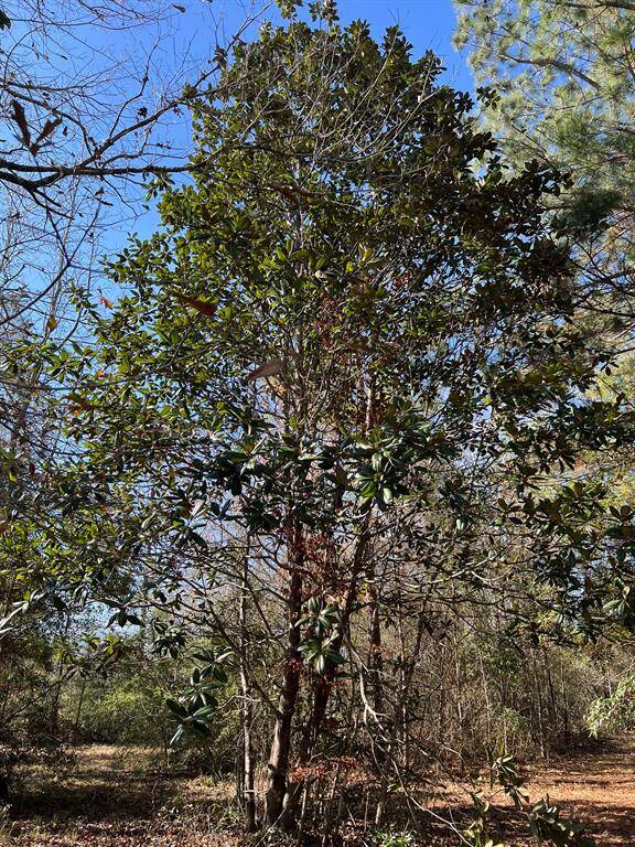Magnolia Tree