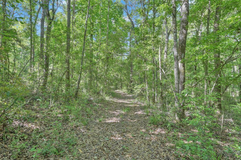 Acres upon acres of tree lined trails.