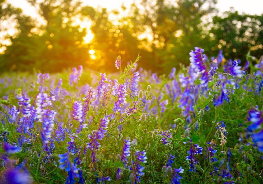 bluebonnets011024x717