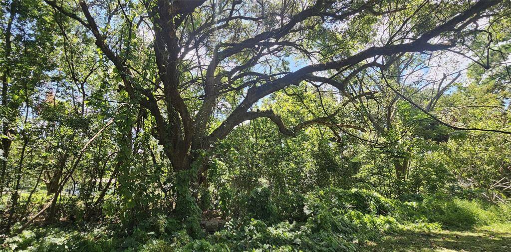 Gorgeous trees on the property.