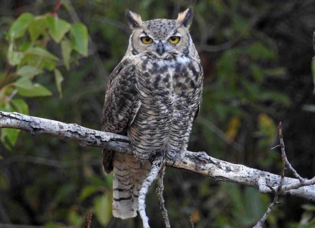 Local Wildlife