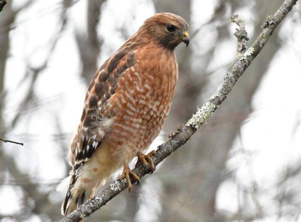 Local Wildlife