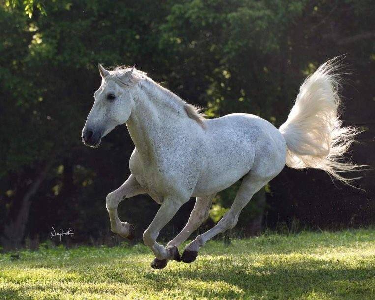 This property is an amazing place to ride, train or board horses.