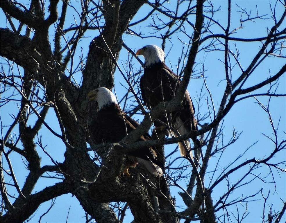 There is an abundance of wildlife in the area including bald eagle sightings!!