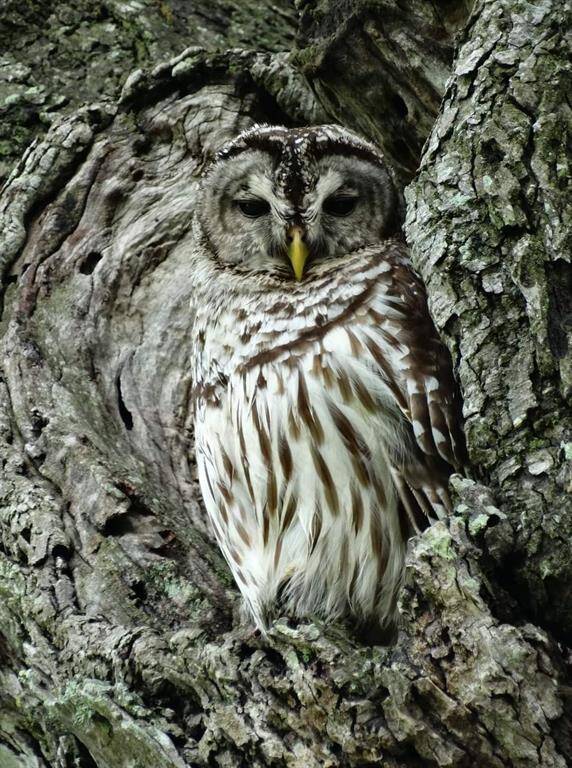 More beautiful wildlife sightings for your enjoyment.