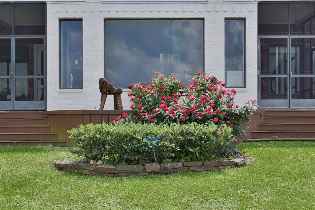 Large rose bush off the living room window