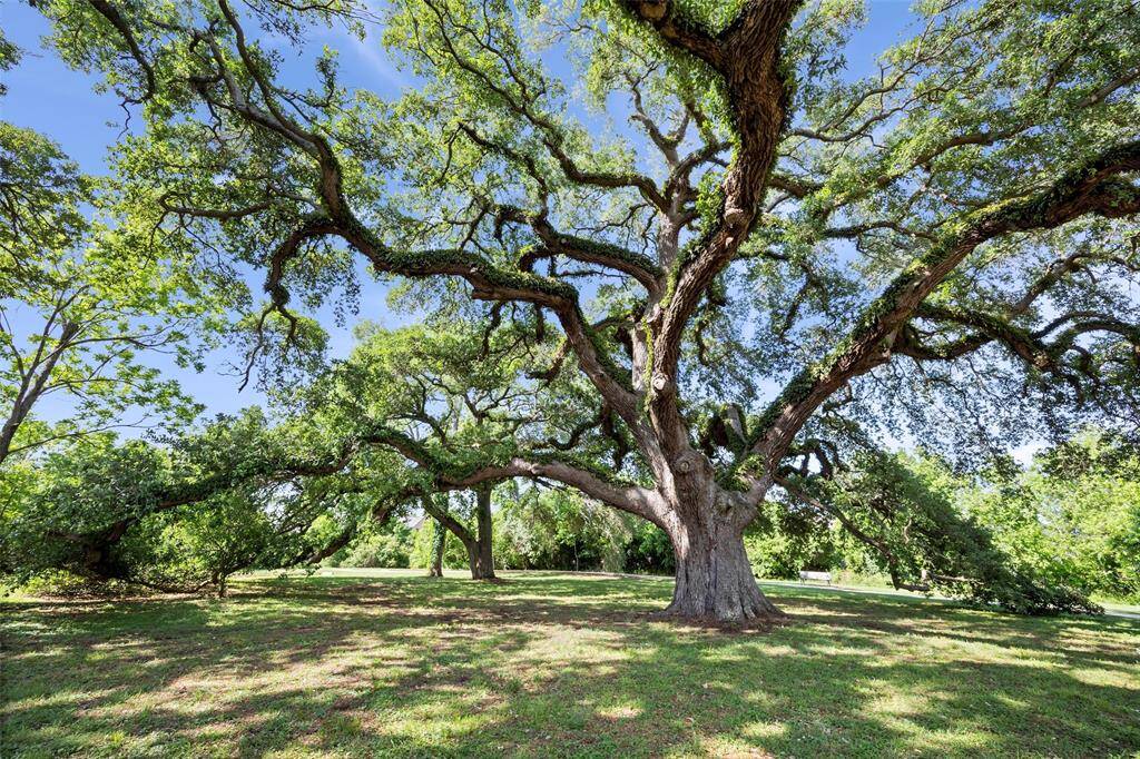 Right across the street is this majestic park featuring this hundreds of years old oak tree! Take family pictures, have epic easter egg hunts, or just lay out a picnic blanket under this gorgeous canopy of shade!