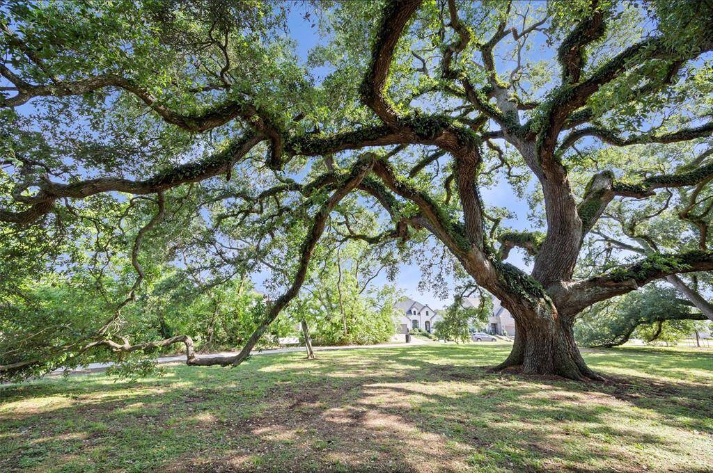 Not only does this home offer no front neighbors, but this tree perfectly frames the home...and this view can be yours to enjoy every day!