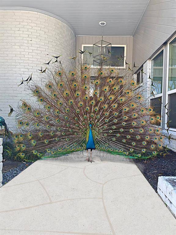 One of the neighborhood peacocks paying a visit to the home.