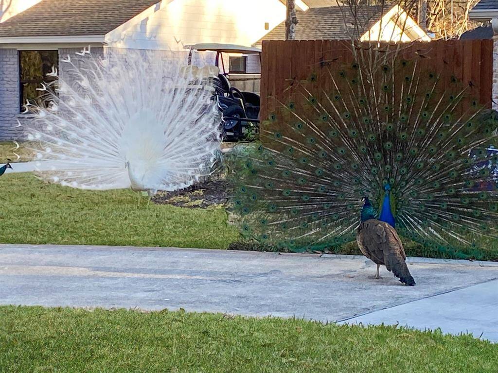 A couple more neighborhood peacocks including the white peacock.
