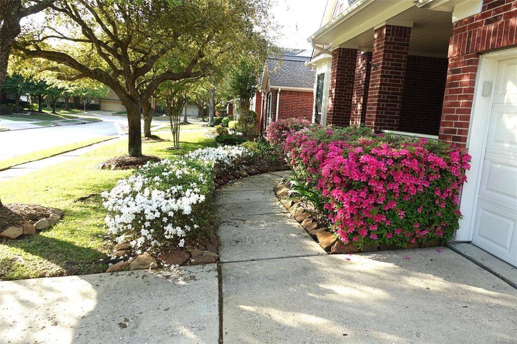 Azalea Hedge
