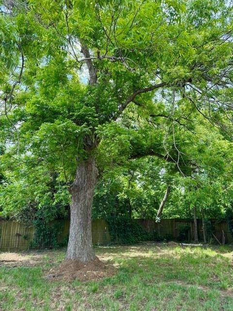 Beautiful mature tree.