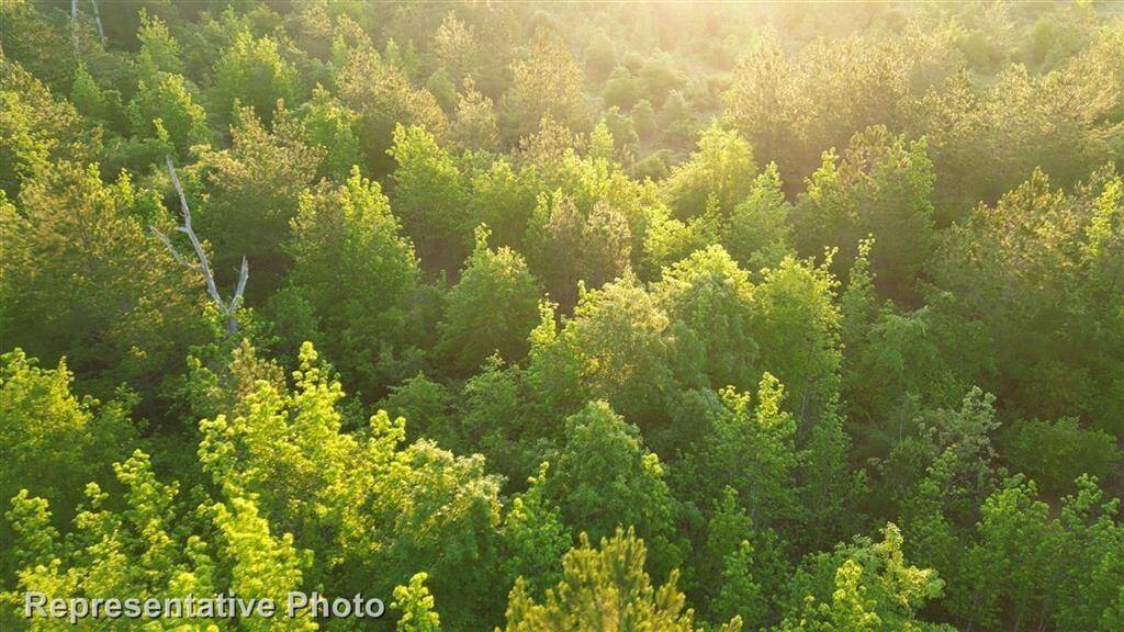 Kresston Trees