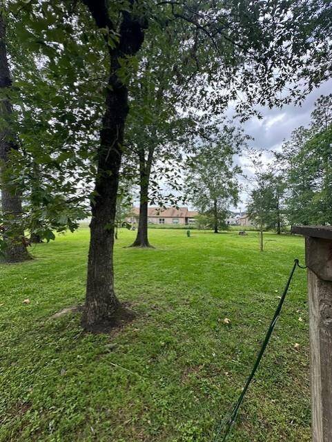 Back Yard View