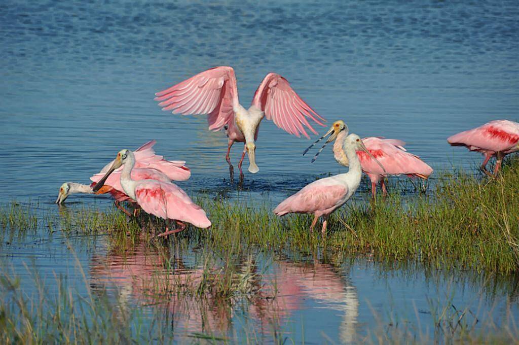 Great fishing & bird watching