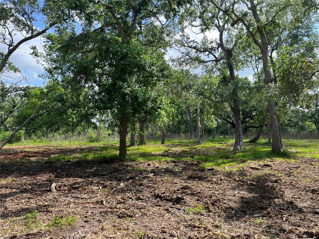 See the mature oak trees? I've heard the deer like to hang out here and I did see some tracks.