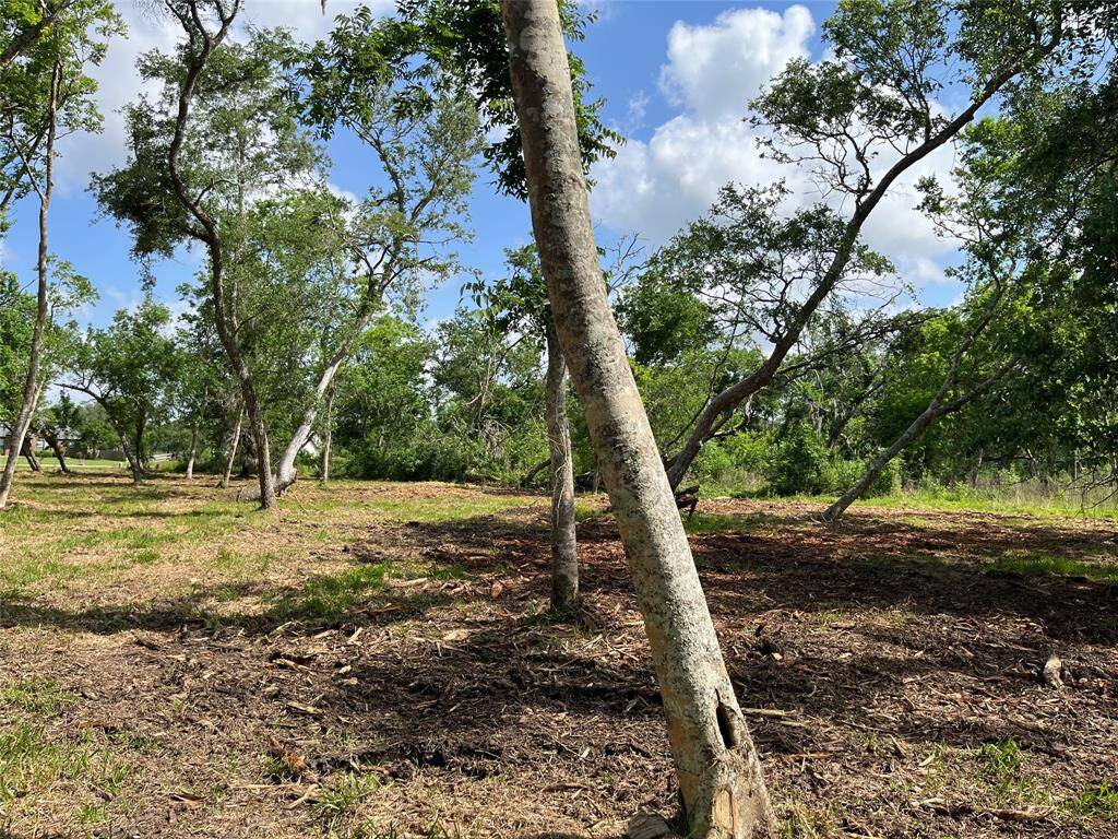 This is the middle of Lot 81, toward the south side of the lot.