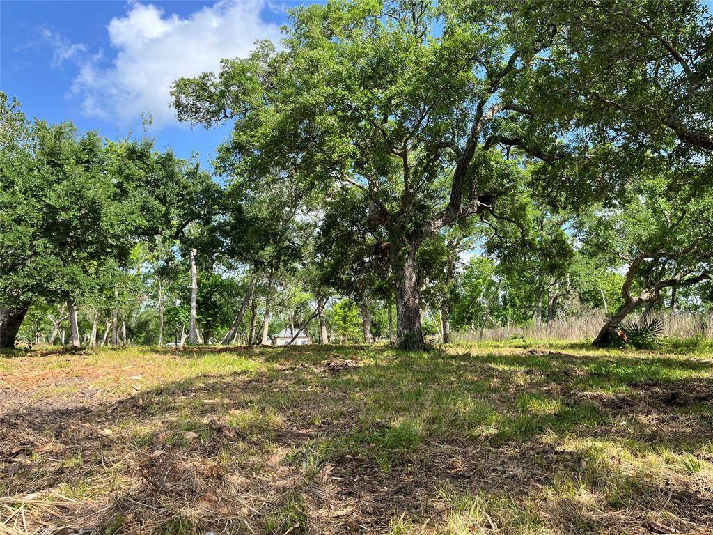 We are about 3/4 of the way back, looking toward the street. There are some nice oak trees.