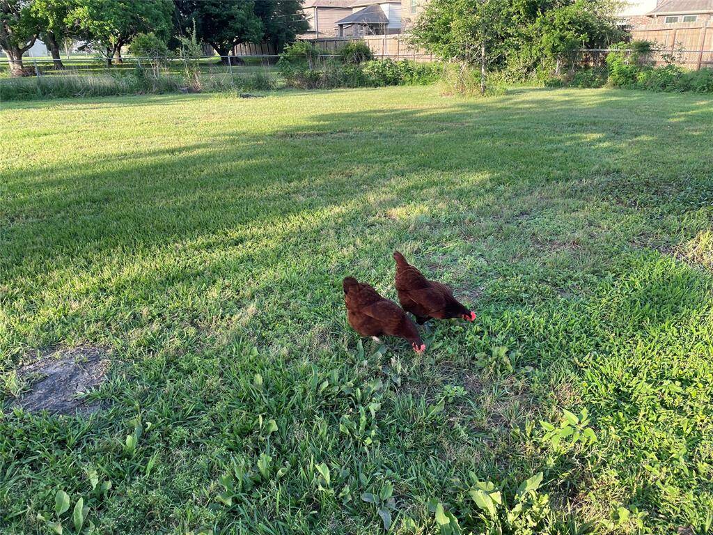 Lots of land. Two chickens, 2 eggs per day! But chickens are not included!