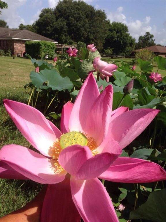 Lotus pond at the backyard.