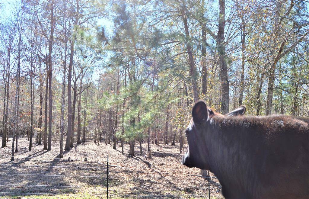 Gated pass through to right and left pasture behind barn for pasture management