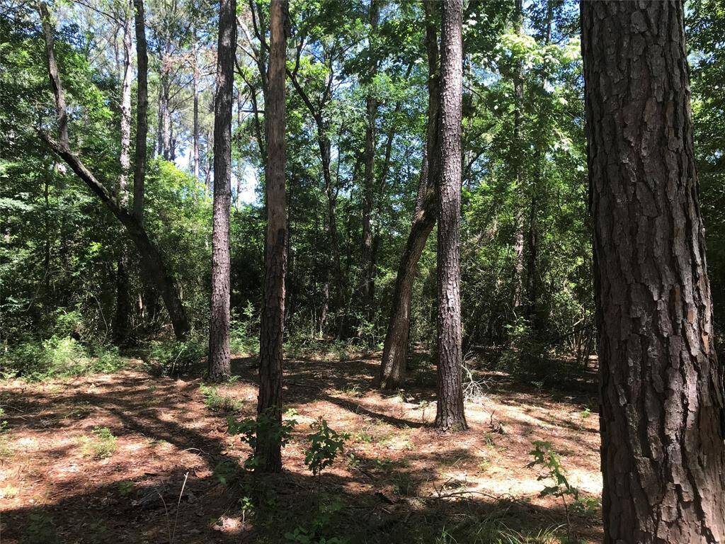 Typical woods on property