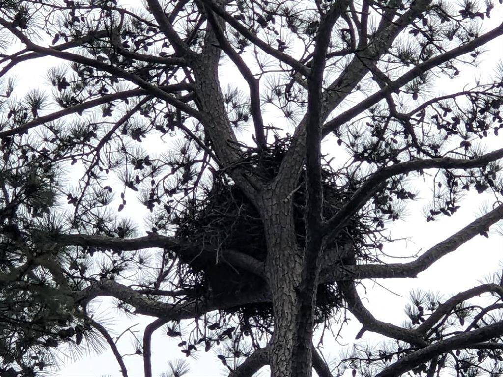 Port Aquarius Eagle Nest