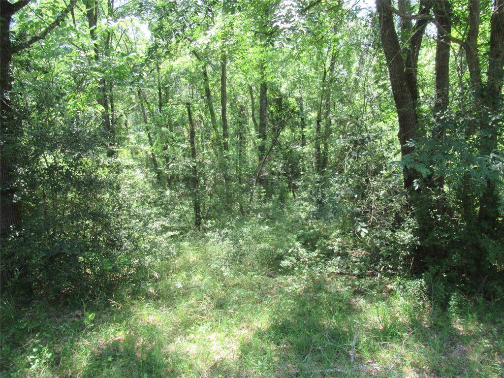 A few lots look like they have been cleared in the past but now have grown over. So should not be as difficult to clear as others.