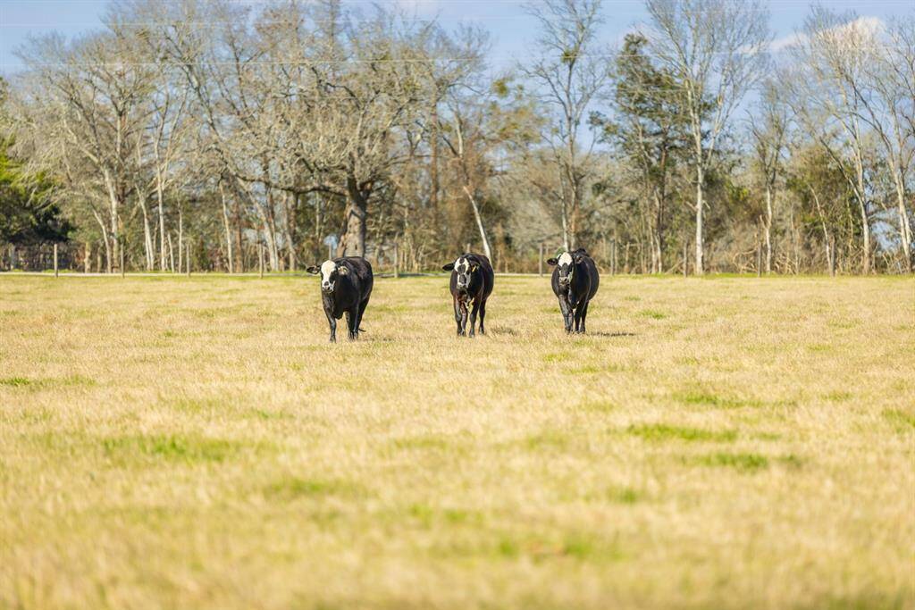 South Pasture