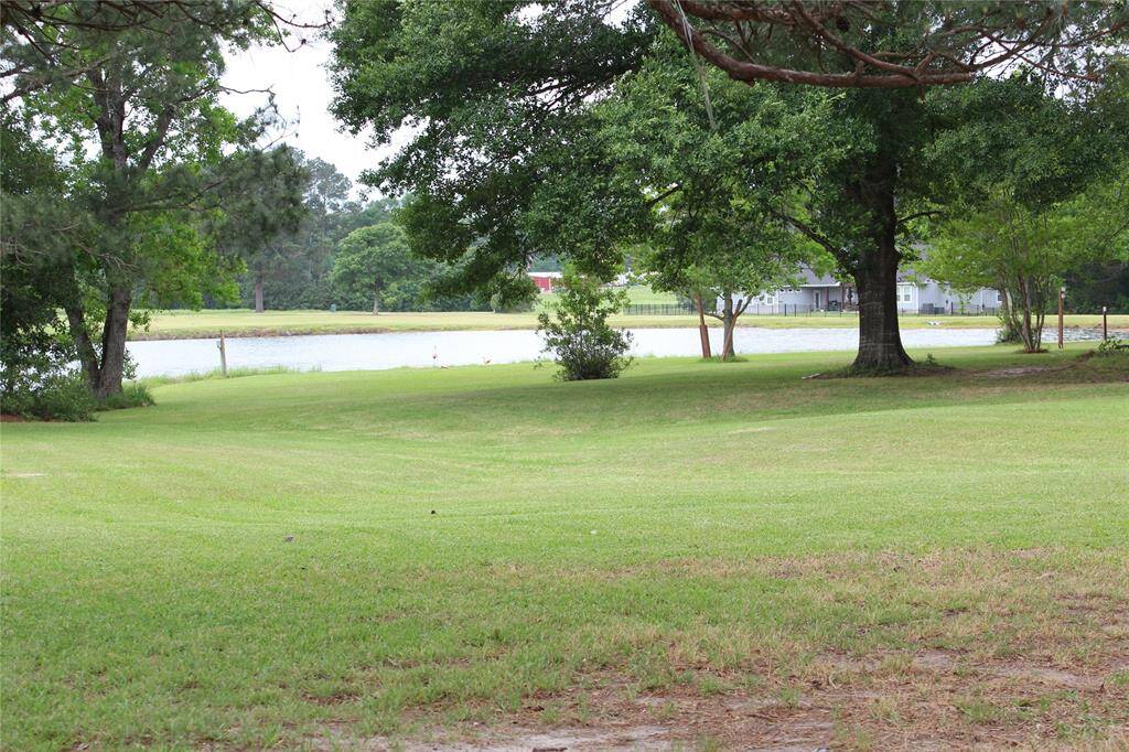 looking out from back yard
