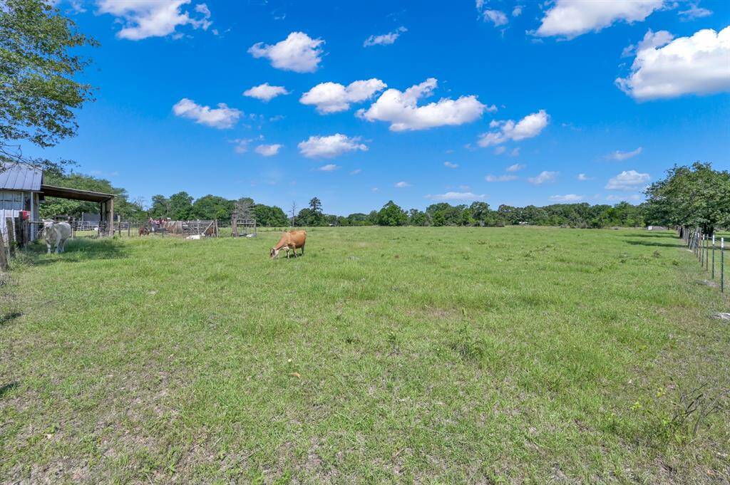 Expansive pasture with grazing cows, fully fenced!