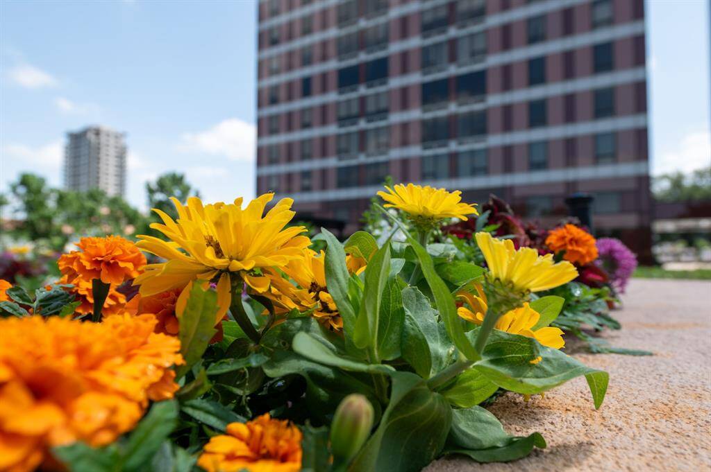 This showcases a vibrant flower bed with yellow and orange blooms in front of a high-rise building, offering a blend of nature and urban living.